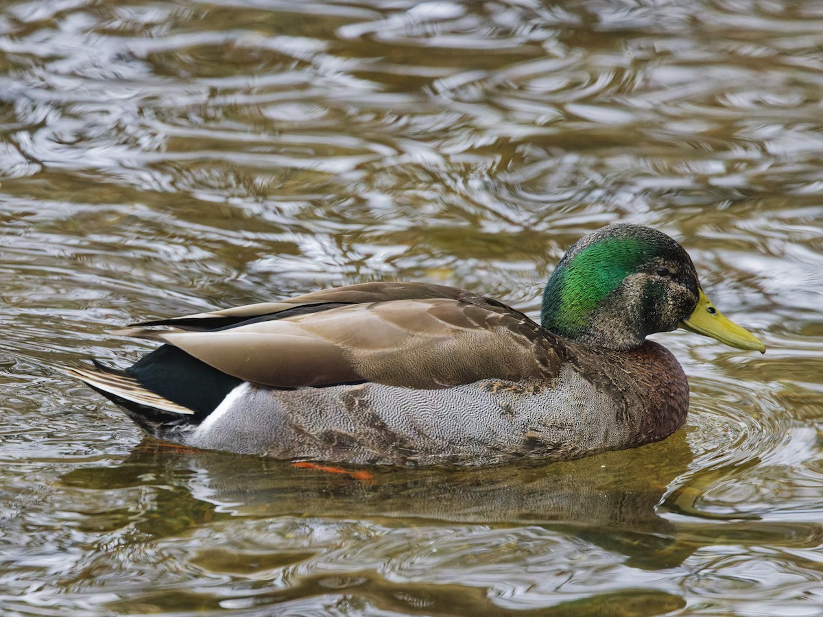 Mallard x American Black Duck (hybrid) - ML633246517