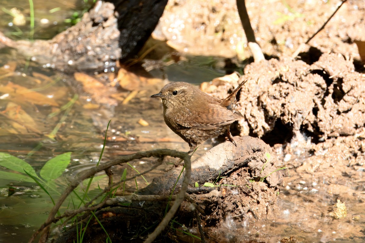 Winter Wren - ML633246635