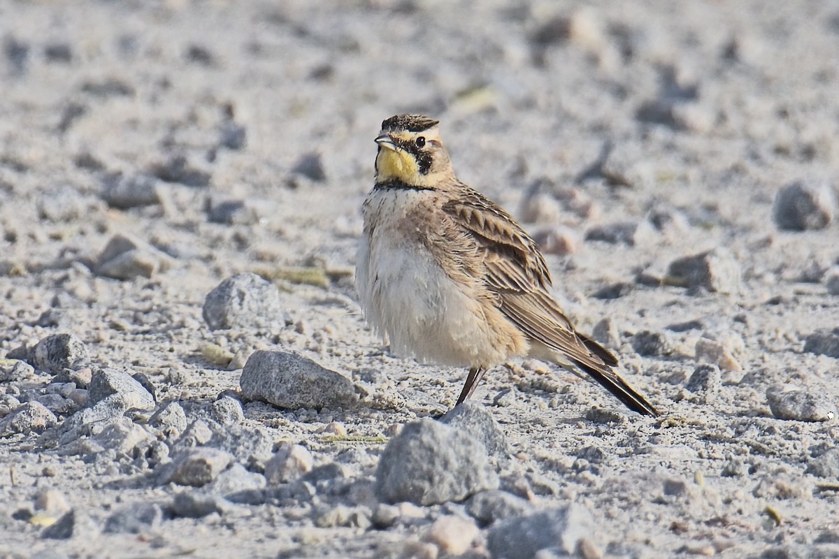 Horned Lark - ML633246871