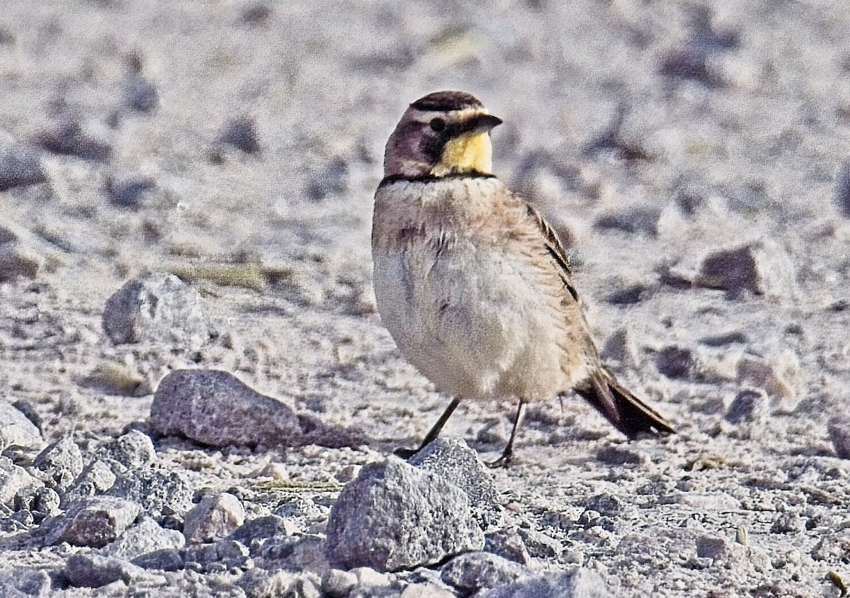 Horned Lark - ML633246872