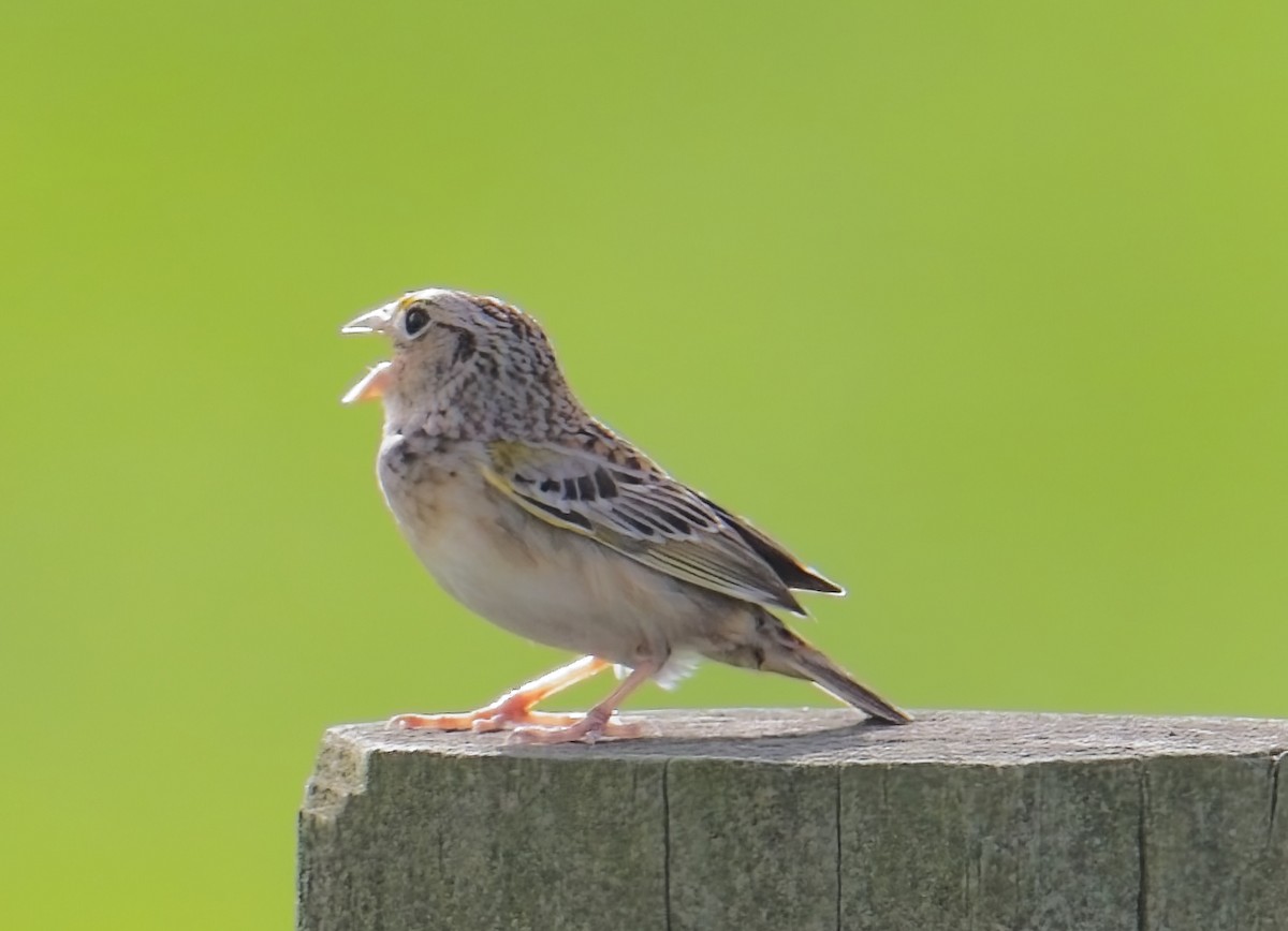 Grasshopper Sparrow - ML633246905