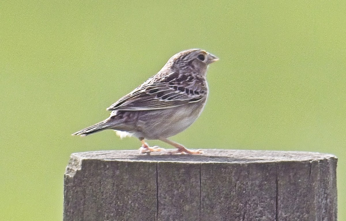 Grasshopper Sparrow - ML633246907