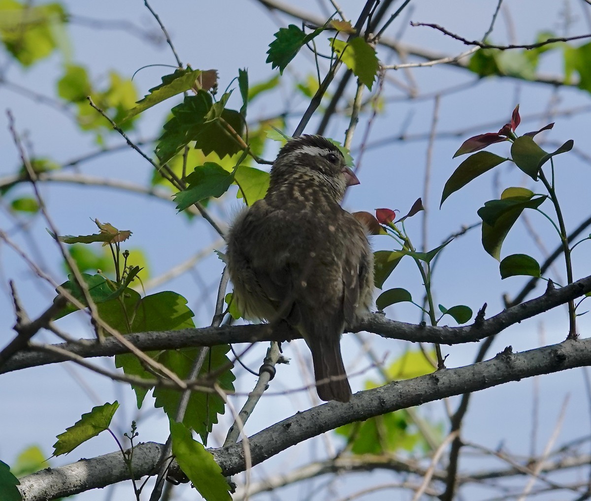 Rose-breasted Grosbeak - Gail Glasgow
