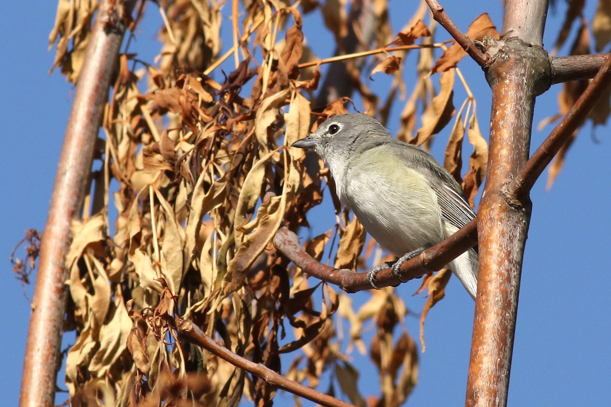 Cassin's/Plumbeous Vireo - ML633247296