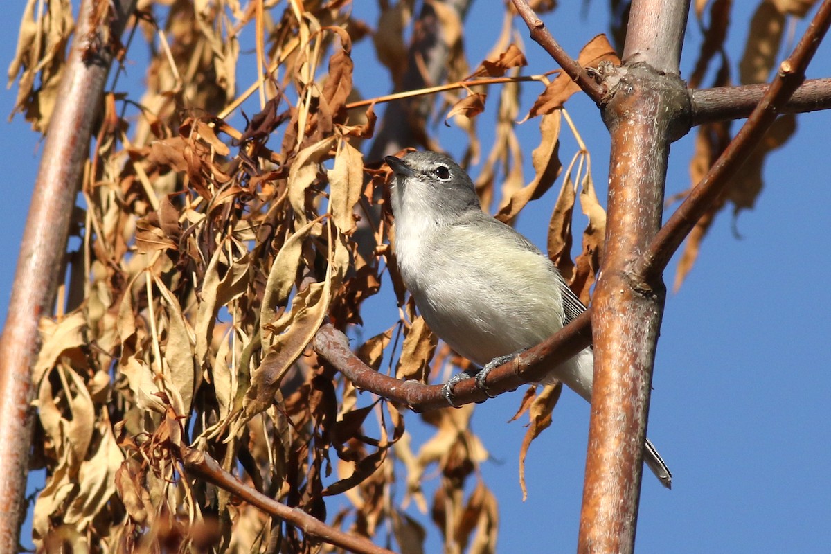 Cassin's/Plumbeous Vireo - ML633247297