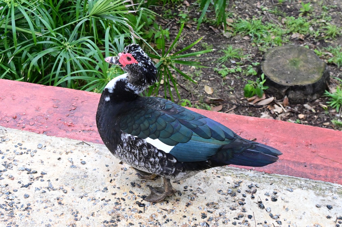 Muscovy Duck (Domestic type) - ML633247308