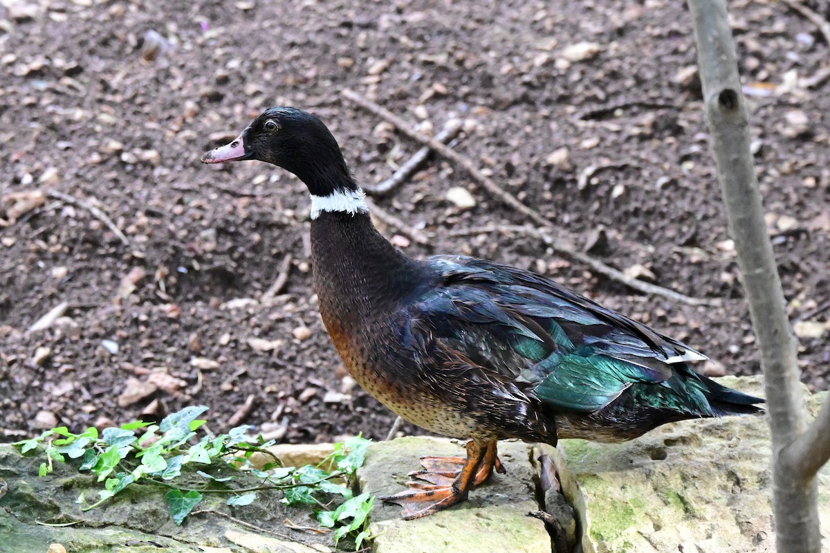 Muscovy Duck (Domestic type) - ML633247314