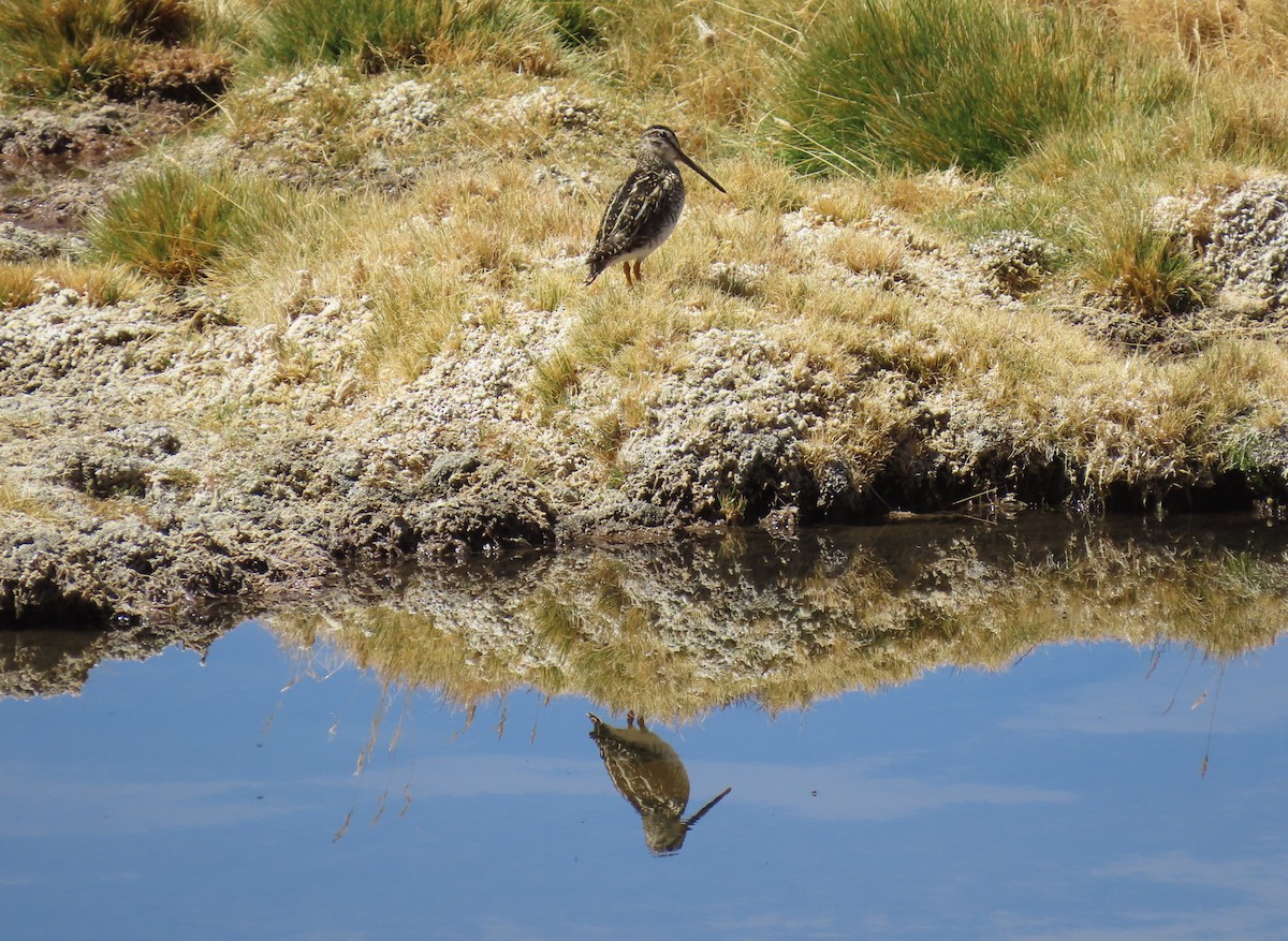 Puna Snipe - ML633247367