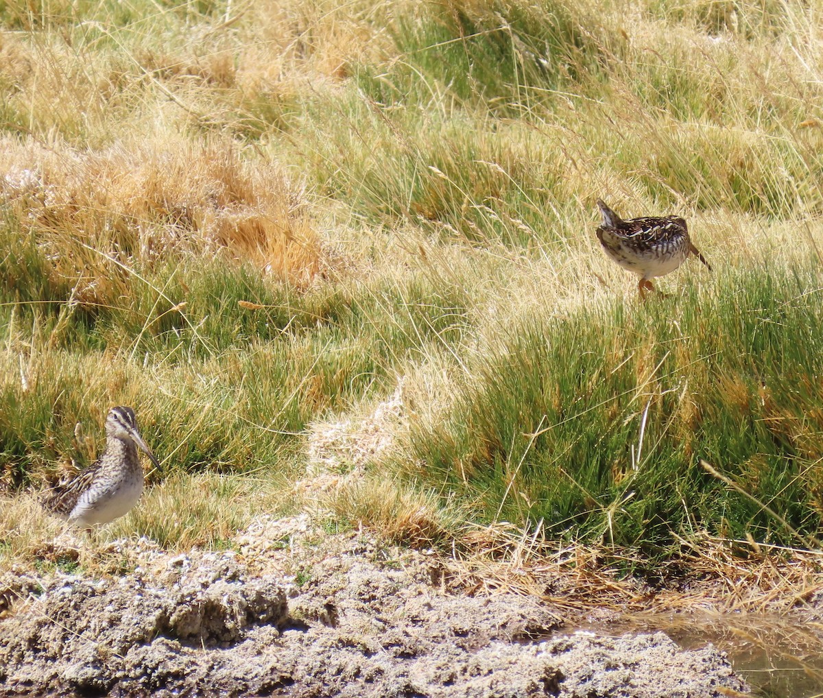 Puna Snipe - ML633247368