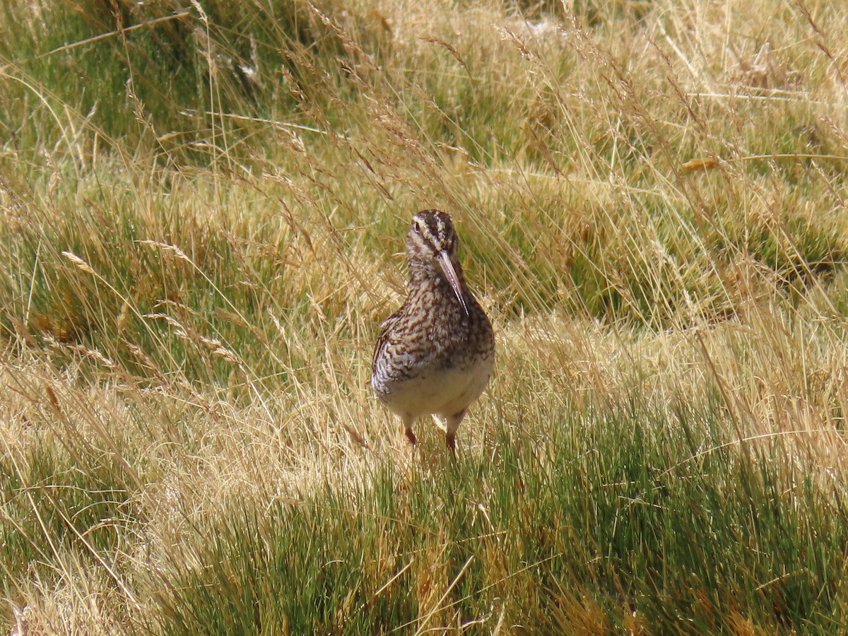 Puna Snipe - ML633247379