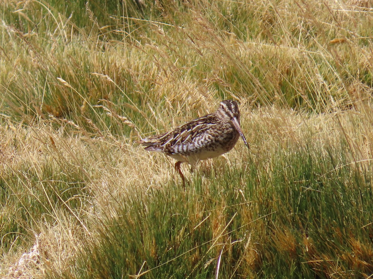 Puna Snipe - ML633247382