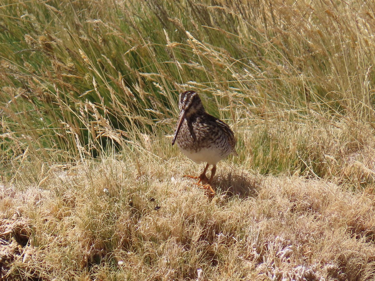 Puna Snipe - ML633247383