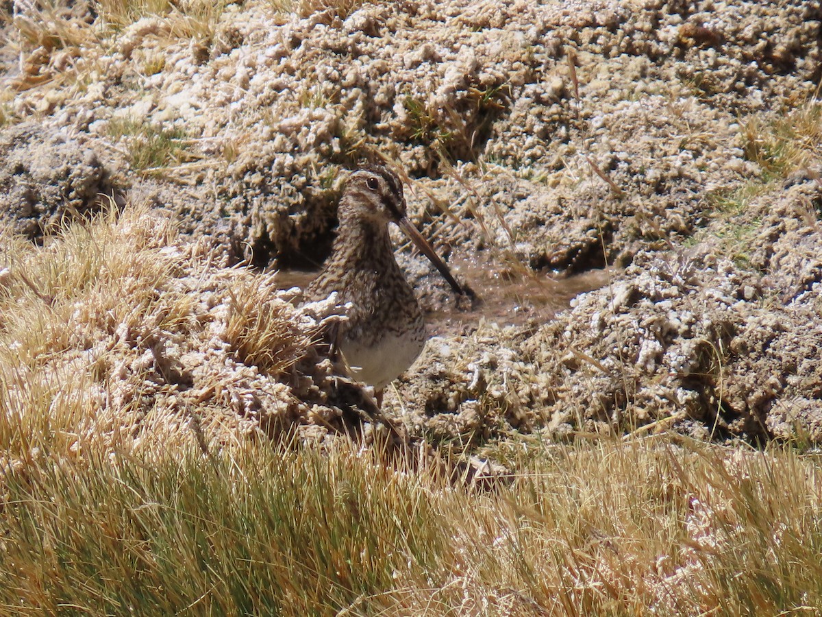 Puna Snipe - ML633247384