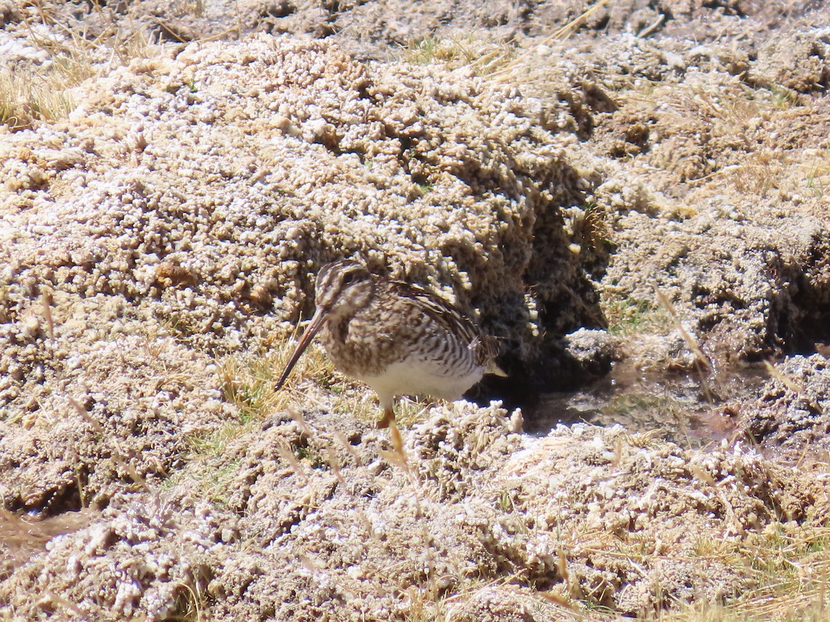 Puna Snipe - ML633247385