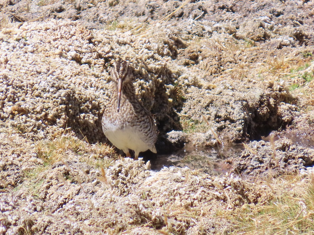 Puna Snipe - ML633247386
