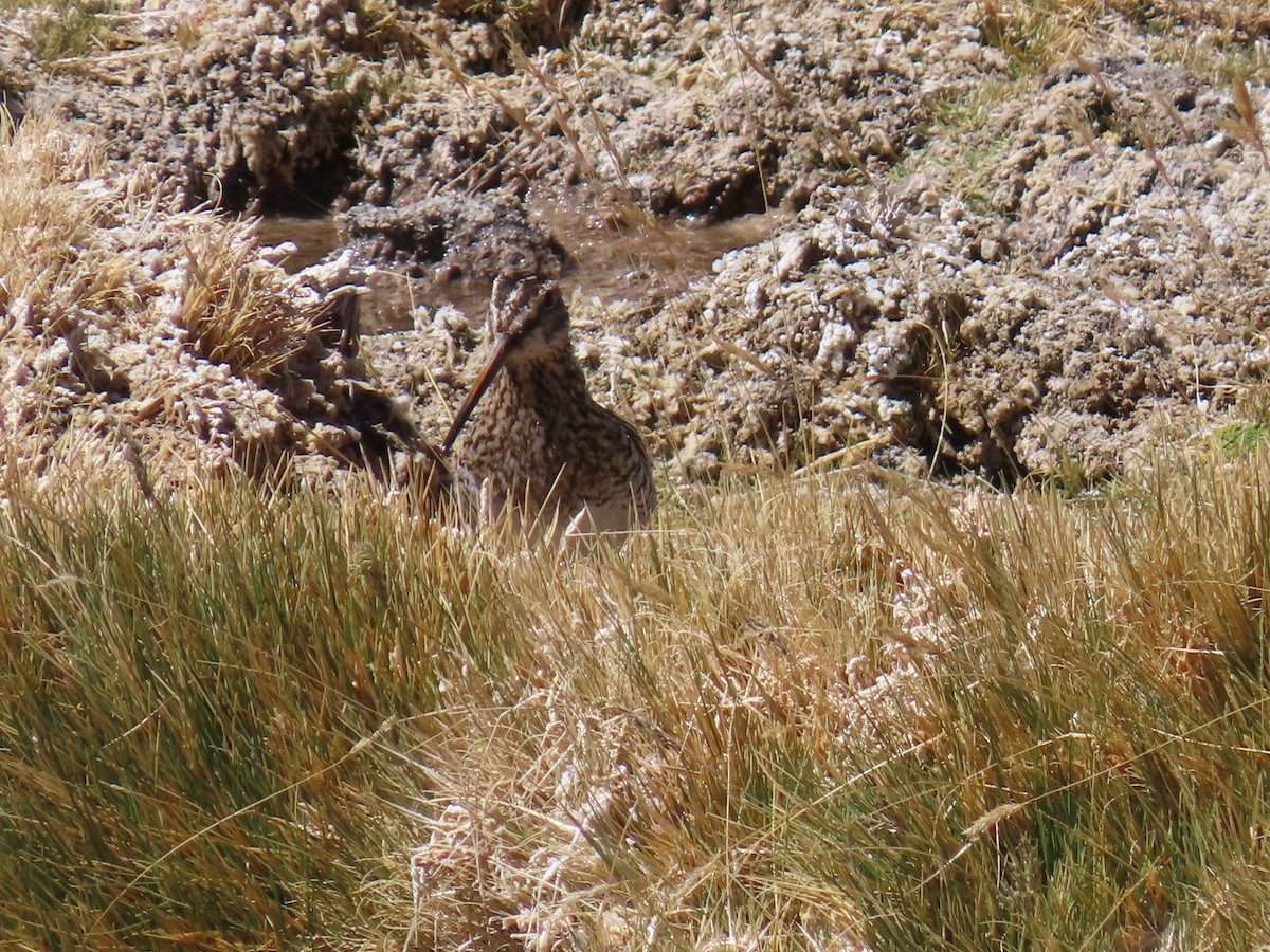 Puna Snipe - ML633247387
