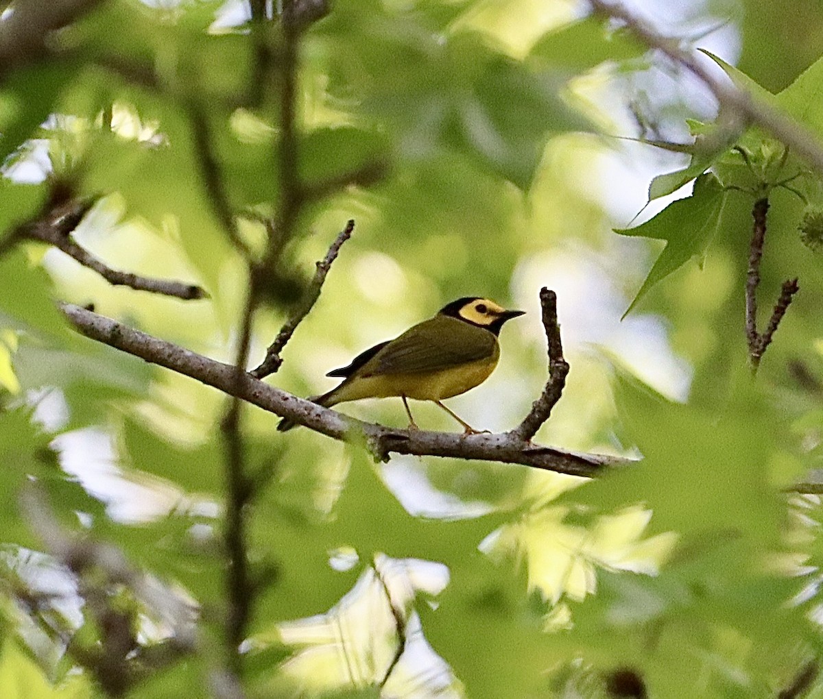 クロズキンアメリカムシクイ - ML633247436