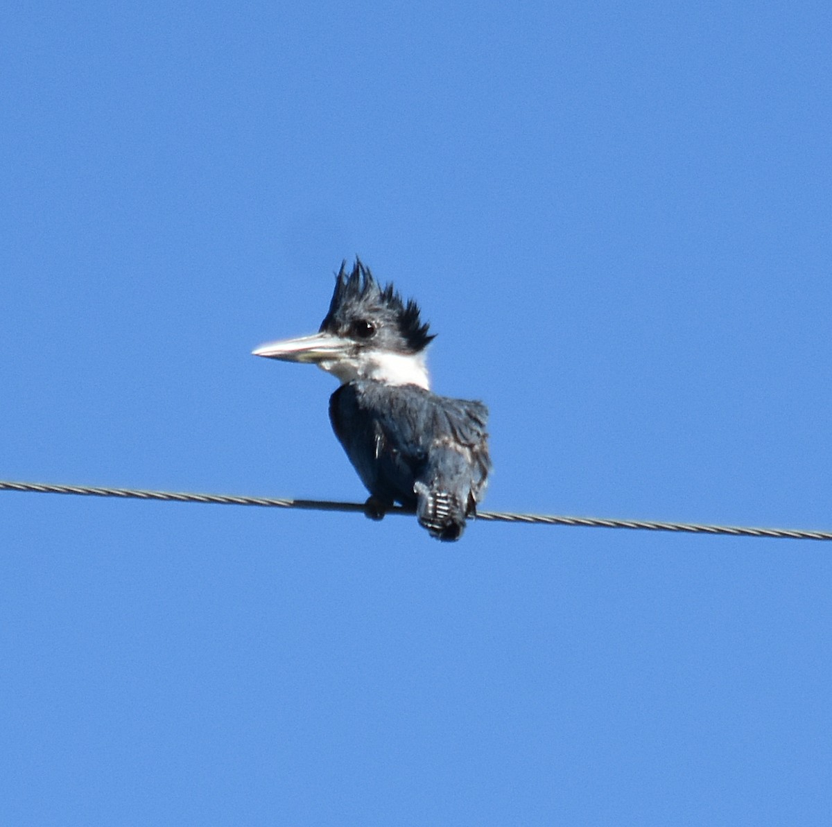 Ringed Kingfisher - ML633247514