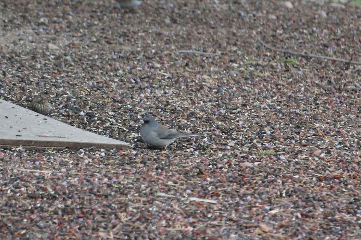 Junco ardoisé (caniceps) - ML633247634
