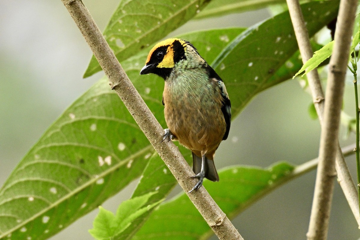 Flame-faced Tanager (Yellow-faced) - Laurie Kleespies