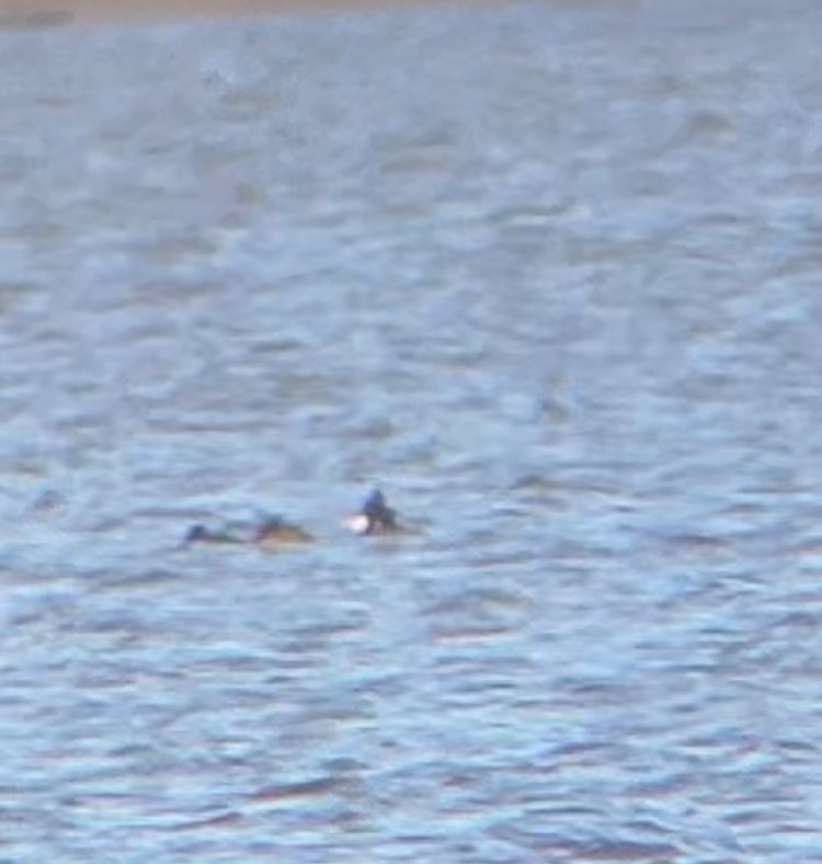 Tufted Duck - ML633247816