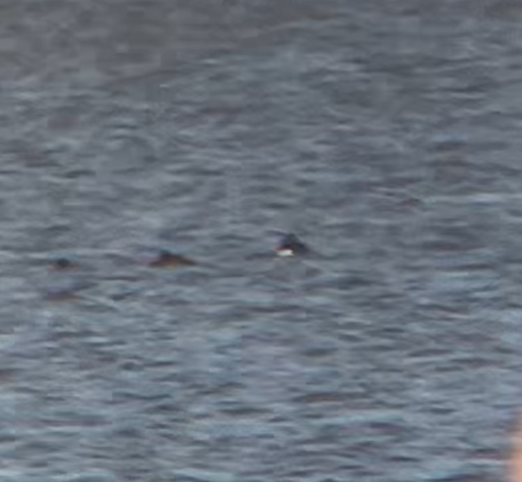 Tufted Duck - ML633247817