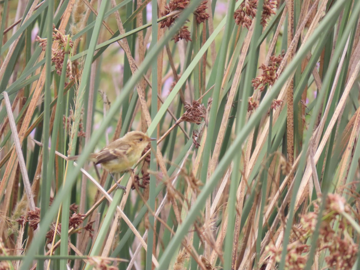 Ticking Doradito - ML633247889