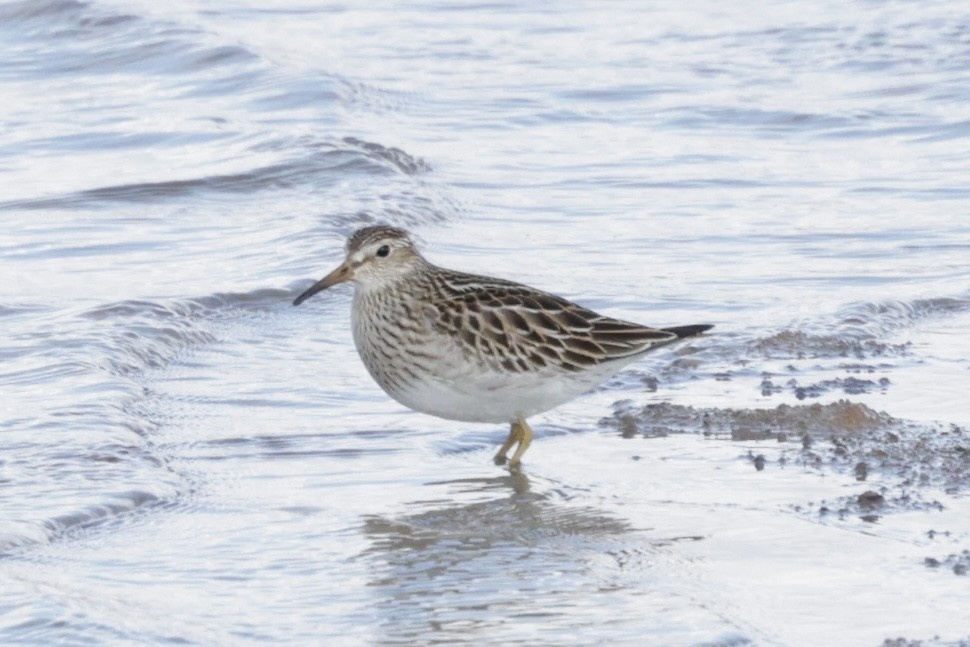 美洲尖尾濱鷸 - ML633248032