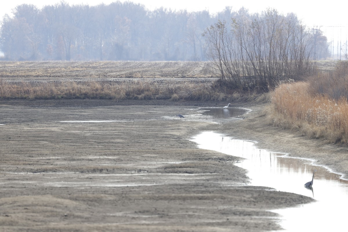 大白鷺 - ML633248043