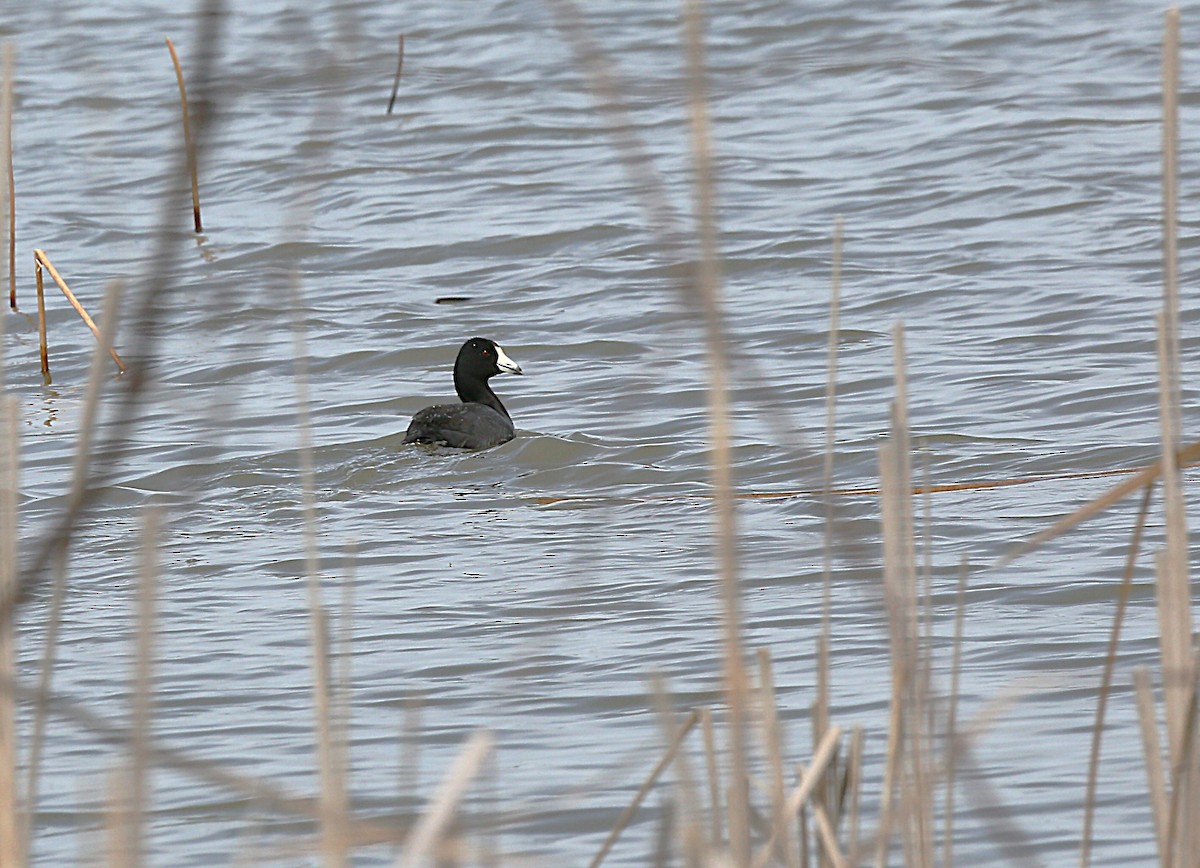 American Coot - ML633248086