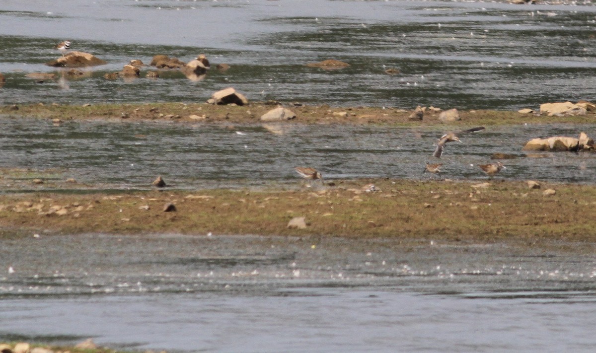 Short-billed Dowitcher - Nick Pulcinella