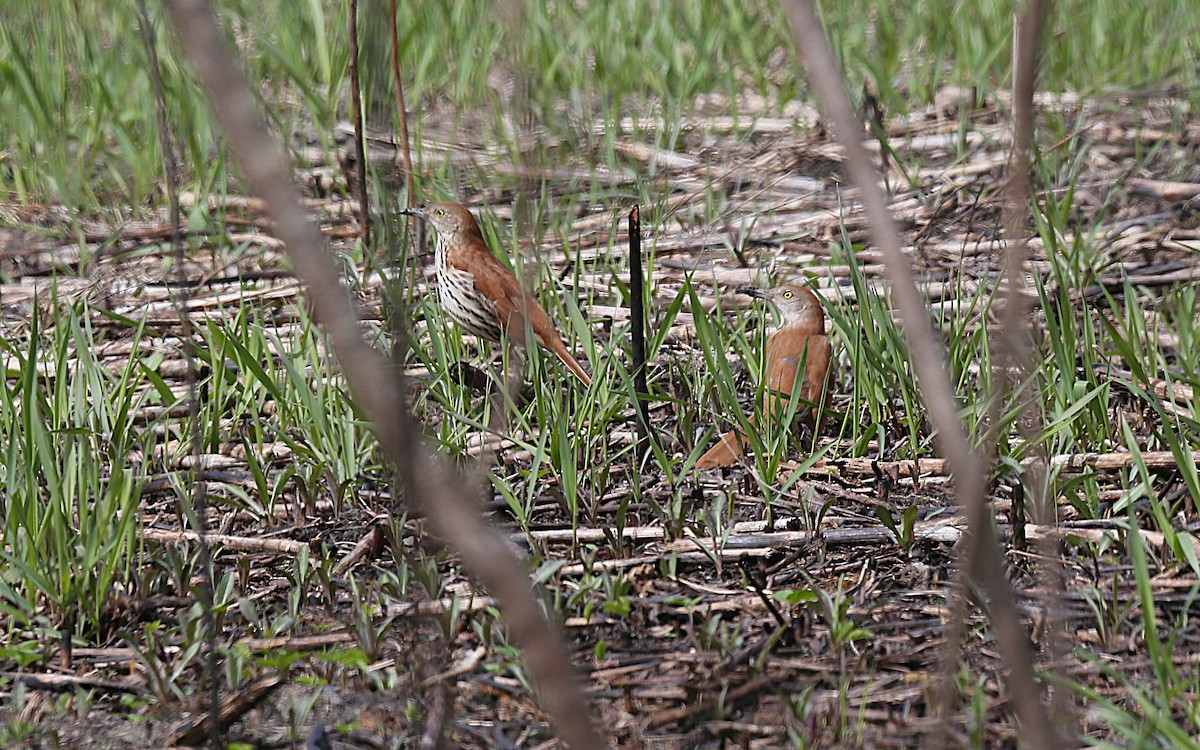 Brown Thrasher - ML633248110