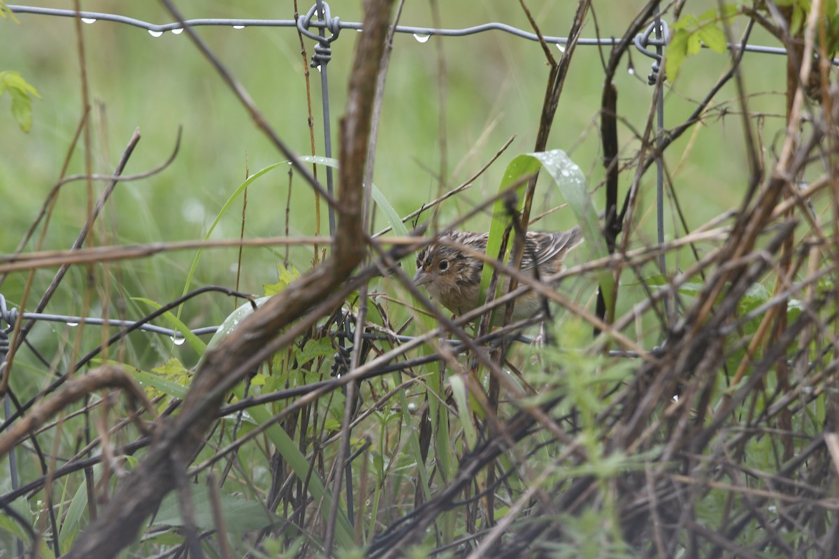 Grasshopper Sparrow - ML633248356