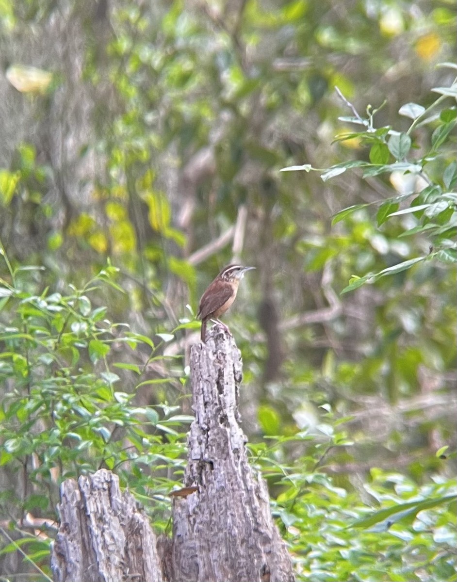 Carolina Wren - ML633248381
