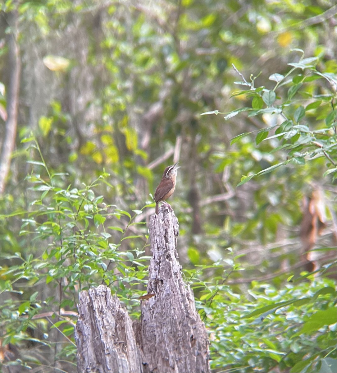 Carolina Wren - ML633248382