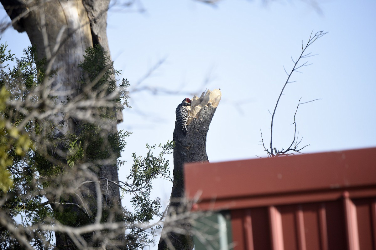 Ladder-backed Woodpecker - ML633248383