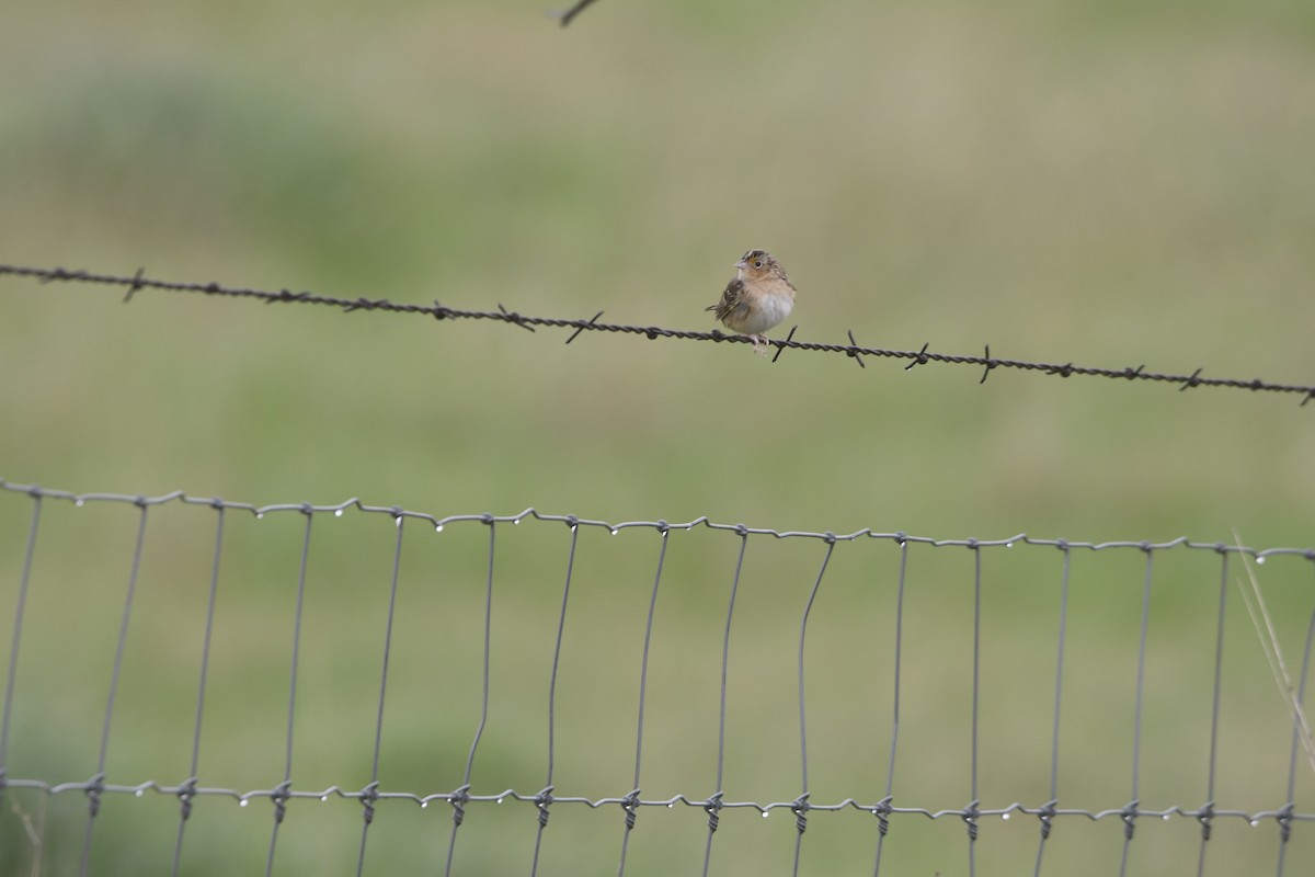 Grasshopper Sparrow - ML633248398