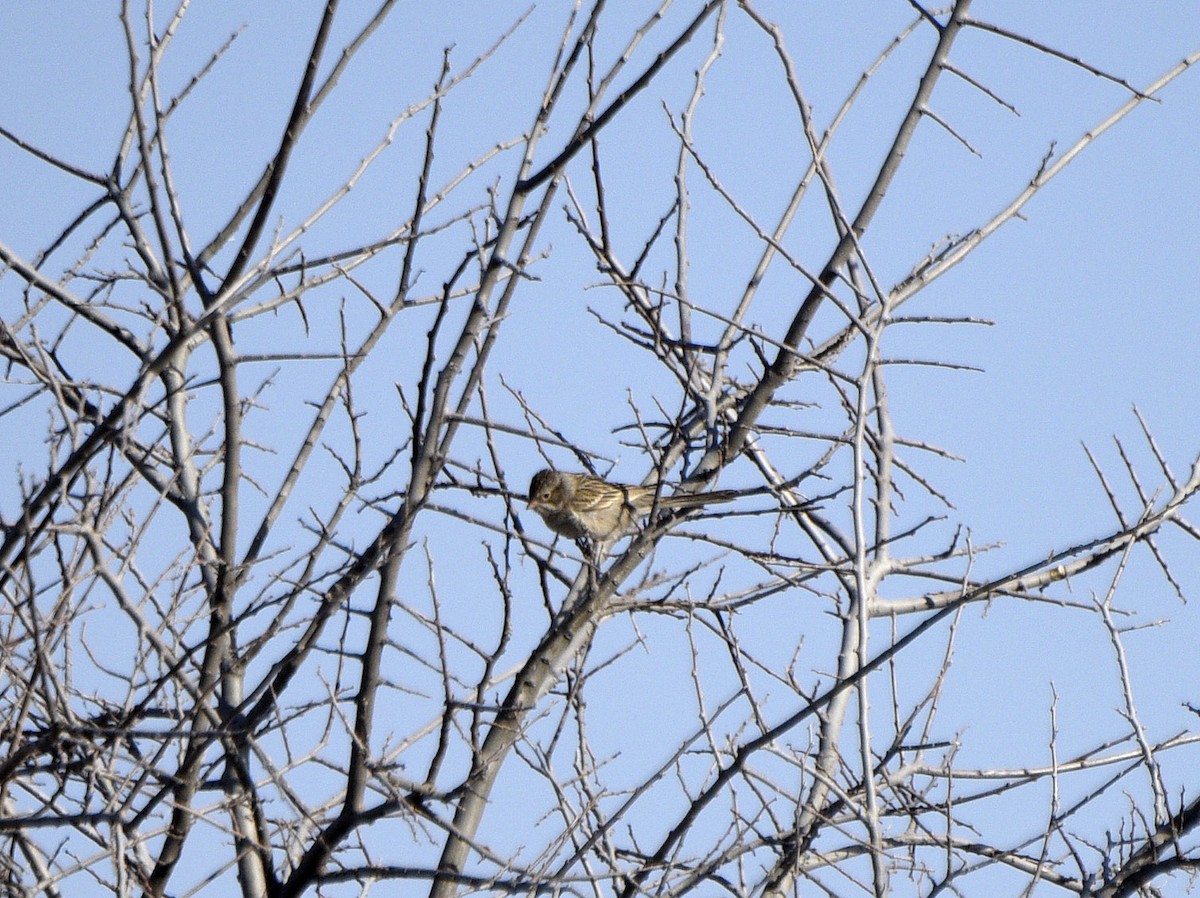 Brewer's Sparrow - ML633248422