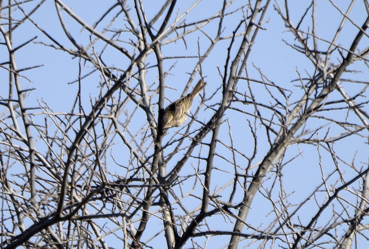 Brewer's Sparrow - ML633248423