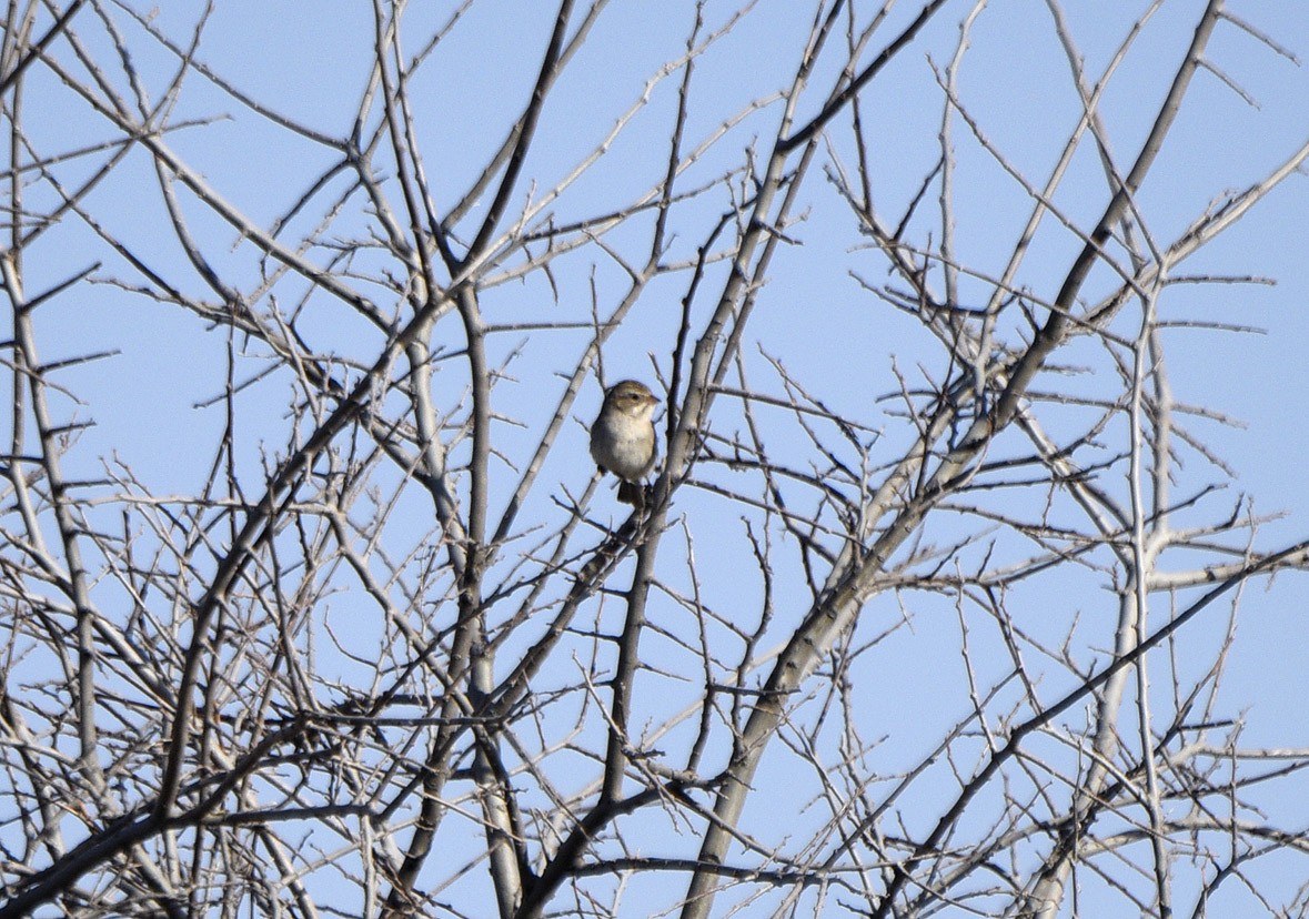 Brewer's Sparrow - ML633248424