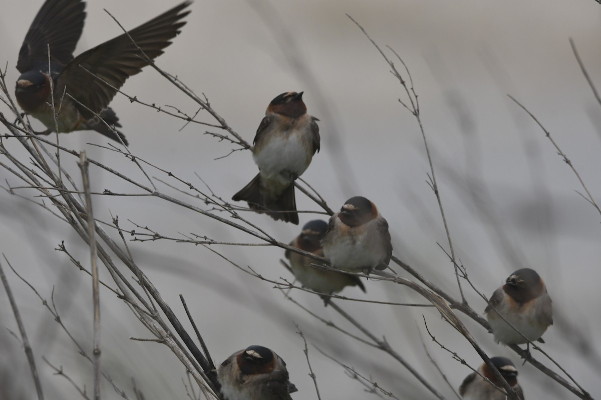 Cliff Swallow - ML633248496