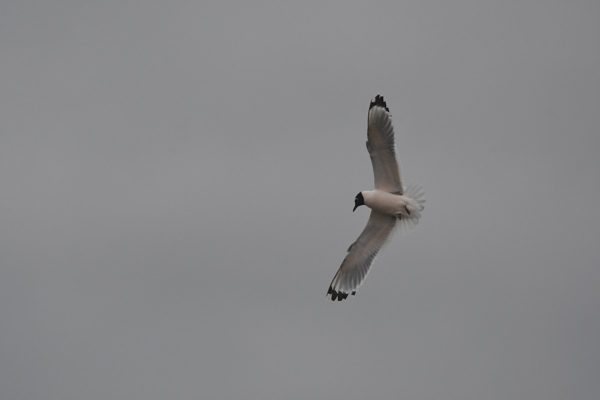 Franklin's Gull - ML633248513