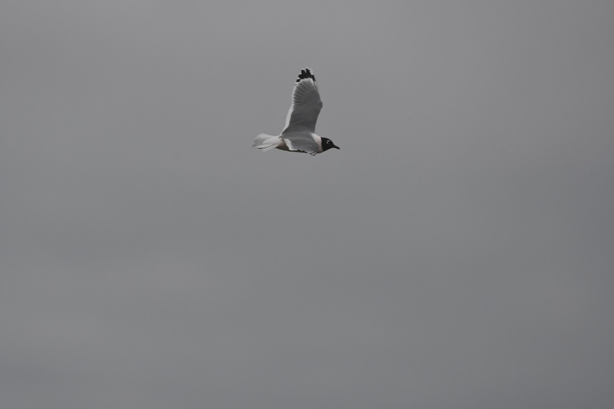 Franklin's Gull - ML633248525