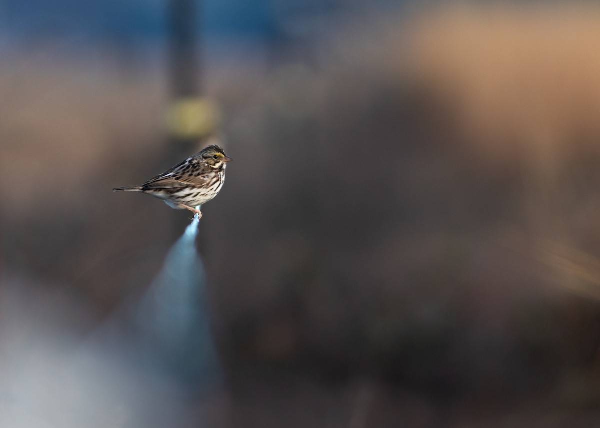Savannah Sparrow (Savannah) - ML633248554