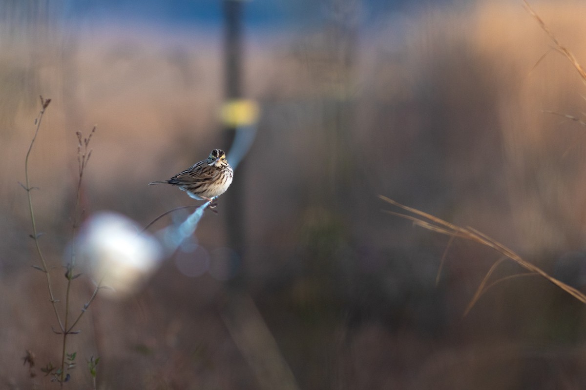 Savannah Sparrow (Savannah) - ML633248555
