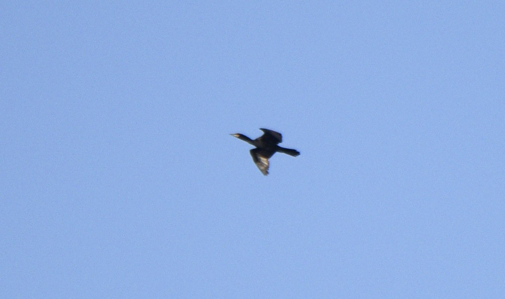 Neotropic Cormorant - ML633248557