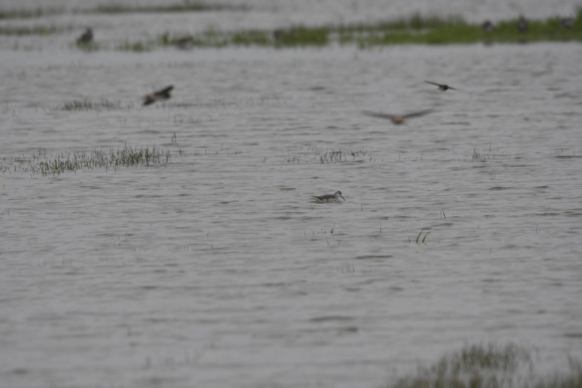 Wilson's Phalarope - ML633248585