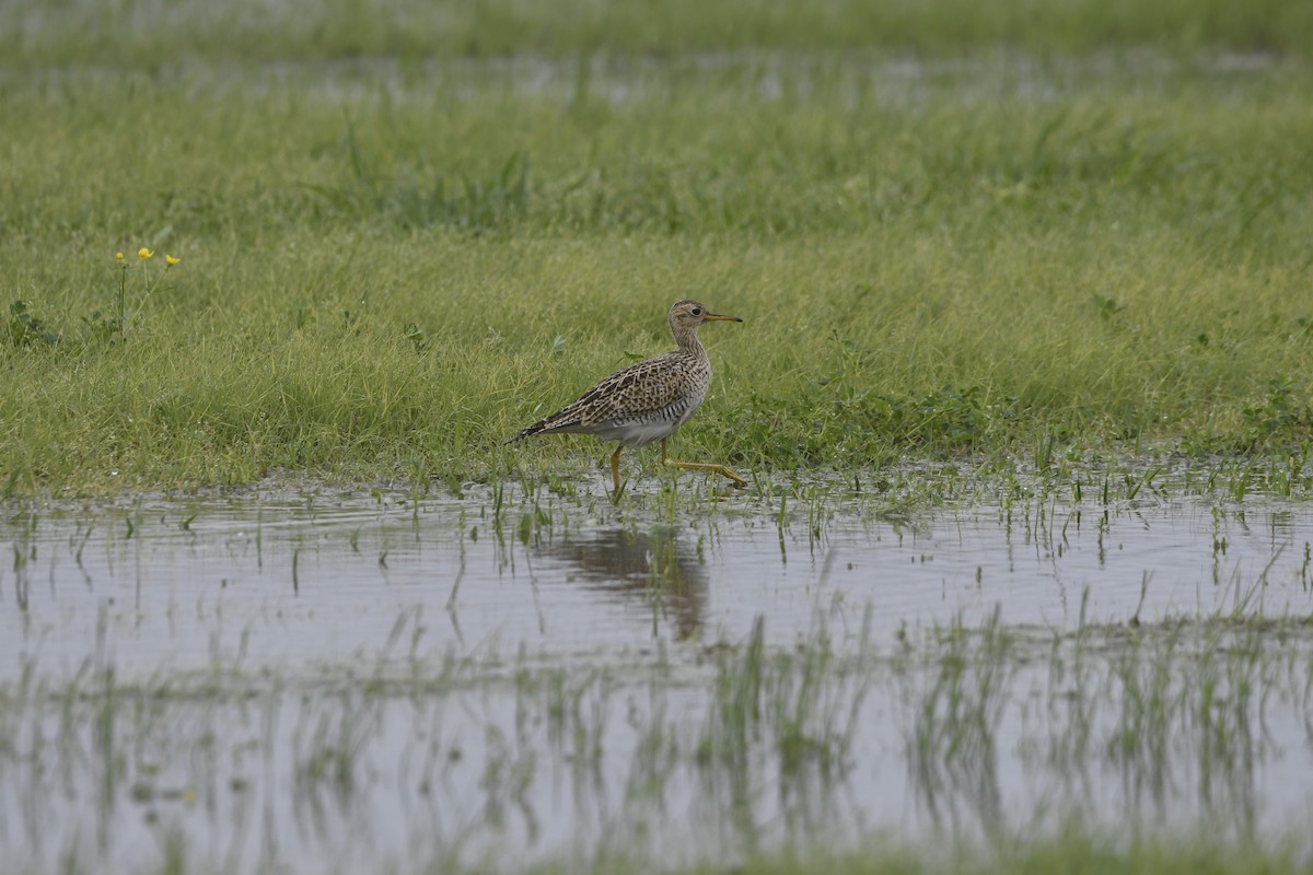 Upland Sandpiper - ML633248611