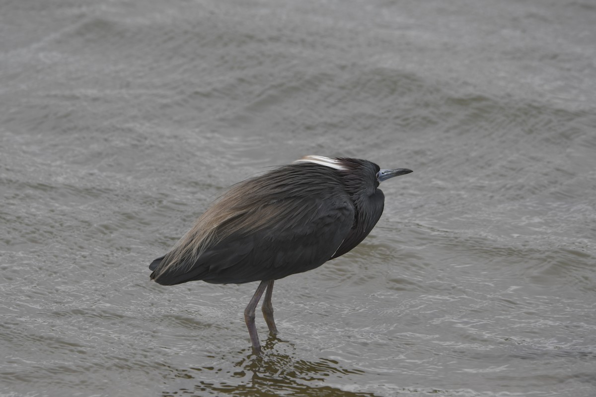 Tricolored Heron - ML633248647