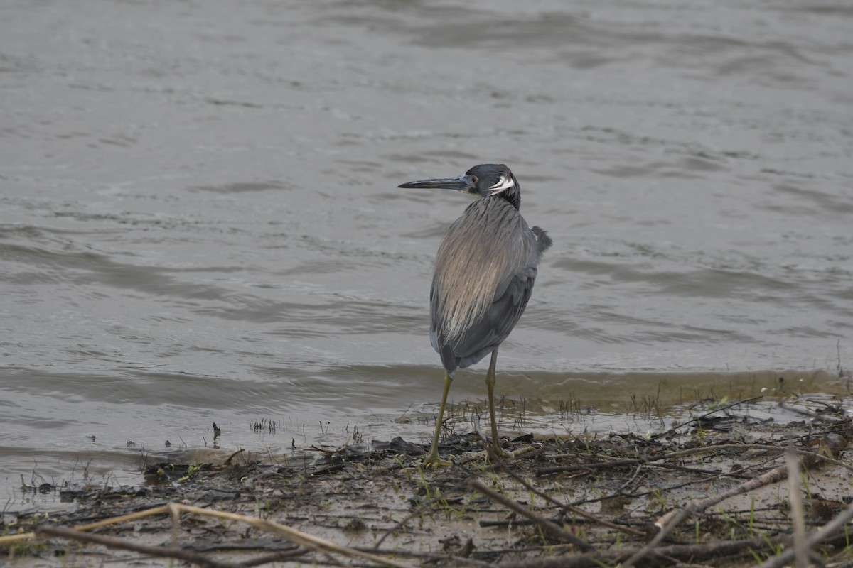Tricolored Heron - ML633248669